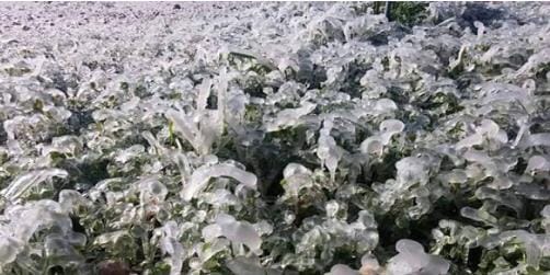 الحكومة تحذر المزارعين من الصقيع المرافق للمنخفض