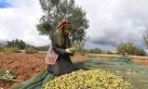 إنتاج زيت الزيتون في تونس بين تقلبات المناخ وضغوط السوق
