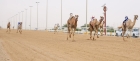 انطلاقة قوية لأشواط الجذاع في المرحلة الثانية من السباق المحلي الثامن للهجن