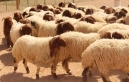 سوريا تحوّل صادرات الأغنام إلى السعودية عبر العراق بعد فرض رسوم أردنية