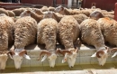 إقبال ملحوظ على أسواق الأضاحي في عمّان بأول أيام العيد
