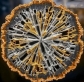 سوبر وود (Superwood).. هل هو حقًا أقوى من الفولاذ؟