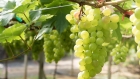 زراعة الطيبة تدعو مزارعي العنب لاتباع الإرشادات خلال مرحلة نضج الثمار